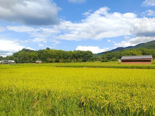 2024奈良県明日香村旅行記ブログ・ 明日香村の田園風景3
