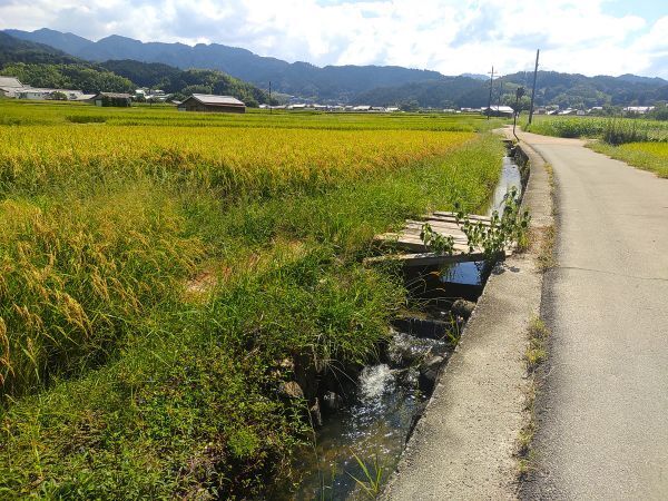 2024奈良県明日香村旅行記ブログ・ 明日香村の田園風景