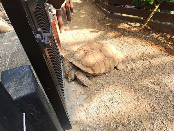2024兵庫県淡路島旅行記ブログ・淡路ファームパーク イングランドの丘の植物館にいるカメのガッツくん