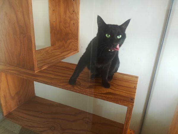 2024兵庫県淡路島旅行記ブログ・猫カフェtonekoにいた黒猫さん
