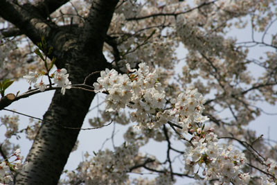 f:id:kaeru_geko:20070415155652j:image f:id:kaeru_geko:20070415155652j:image