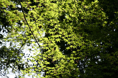 f:id:kaeru_geko:20080607005157j:image