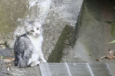 f:id:kaeru_geko:20080607005206j:image