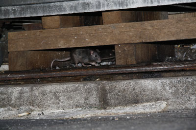f:id:kaeru_geko:20080710191314j:image f:id:kaeru_geko:20080710191314j:image