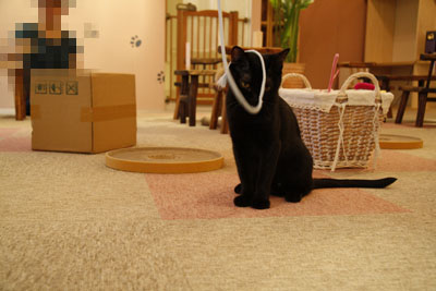 f:id:kaeru_geko:20080810004308j:image