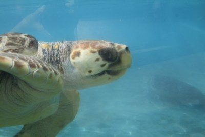 f:id:kaeru_geko:20080902195809j:image