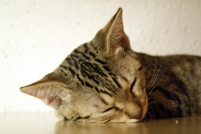 f:id:kaeru_geko:20080921204051j:image