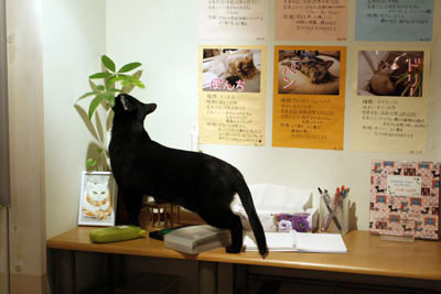 f:id:kaeru_geko:20080921204053j:image