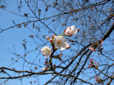 f:id:kaeru_geko:20090322140343j:image f:id:kaeru_geko:20090322140343j:image