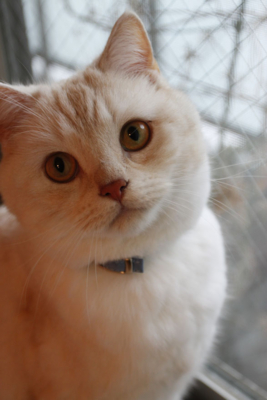 f:id:kaeru_geko:20100429175433j:image