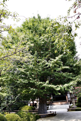 f:id:kaeru_geko:20100913010430j:image
