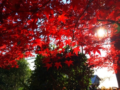 f:id:kaeru_geko:20131204004838j:image f:id:kaeru_geko:20131204004838j:image