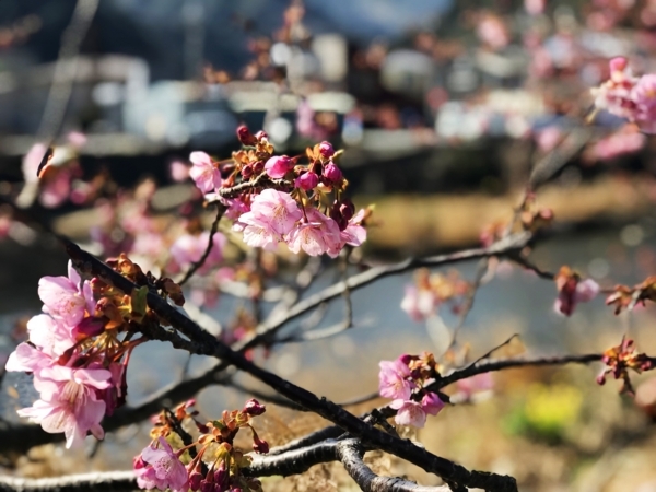 f:id:kaeru_geko:20180227165445j:image