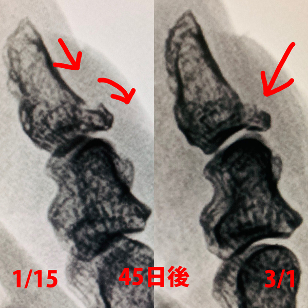 f:id:kaeru_geko:20190310195022j:image f:id:kaeru_geko:20190310195022j:image