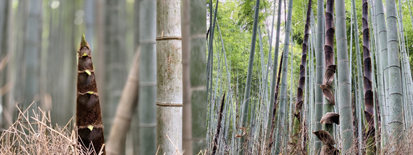 f:id:kaeru_geko:20190521150754j:image f:id:kaeru_geko:20190521150754j:image