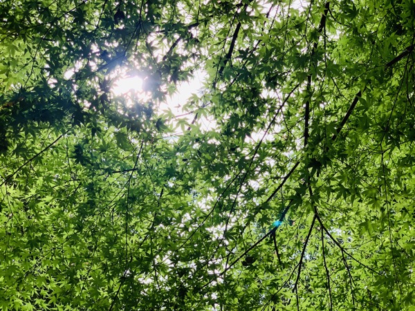 f:id:kaeru_geko:20190521150755j:image f:id:kaeru_geko:20190521150755j:image