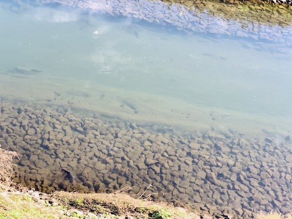 f:id:kaeru_geko:20191212141035j:image