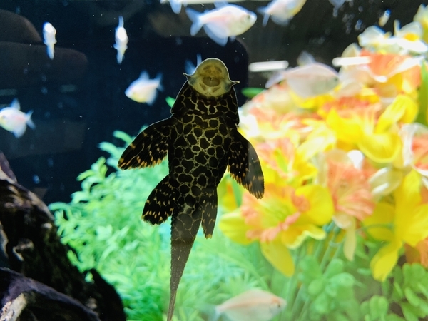 f:id:kaeru_geko:20200212115137j:image