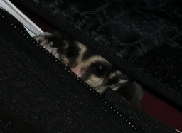 f:id:kaeruoyaji:20100811031347j:image:right