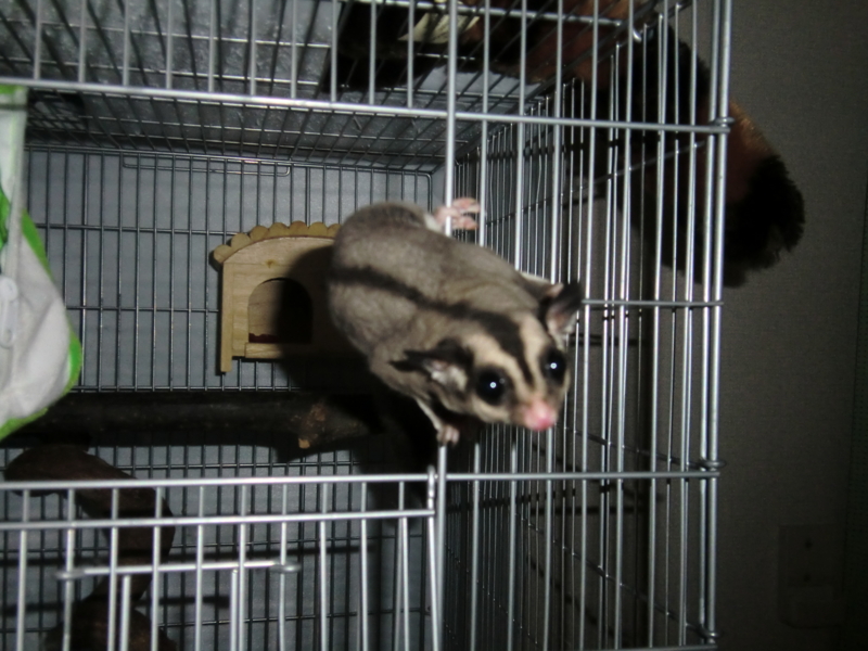 f:id:kaeruoyaji:20100817210317j:image:left