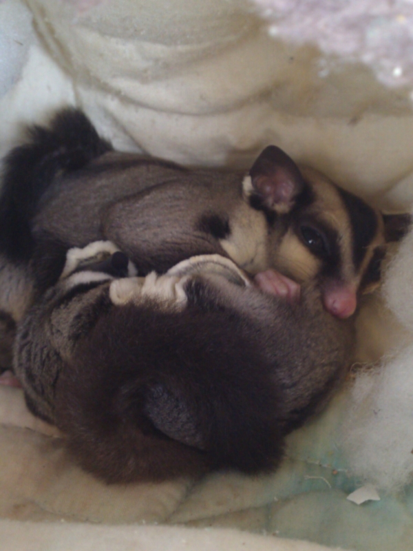 f:id:kaeruoyaji:20101231101442j:image