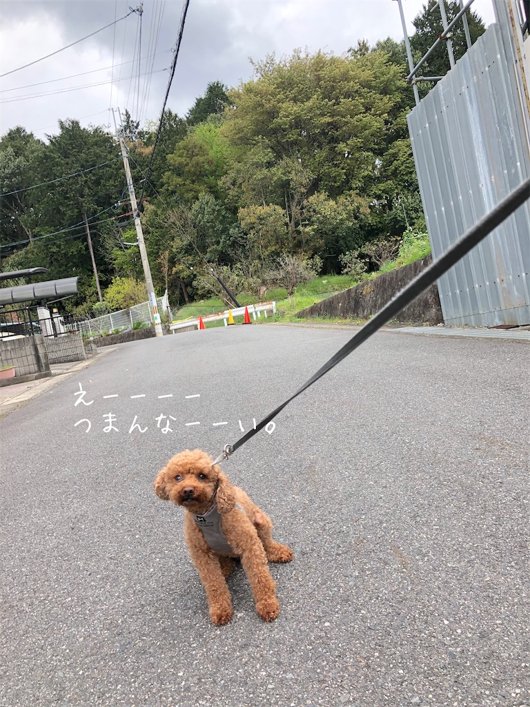 お散歩が好きじゃない イヌと夫婦の 3人田舎暮らしの日記