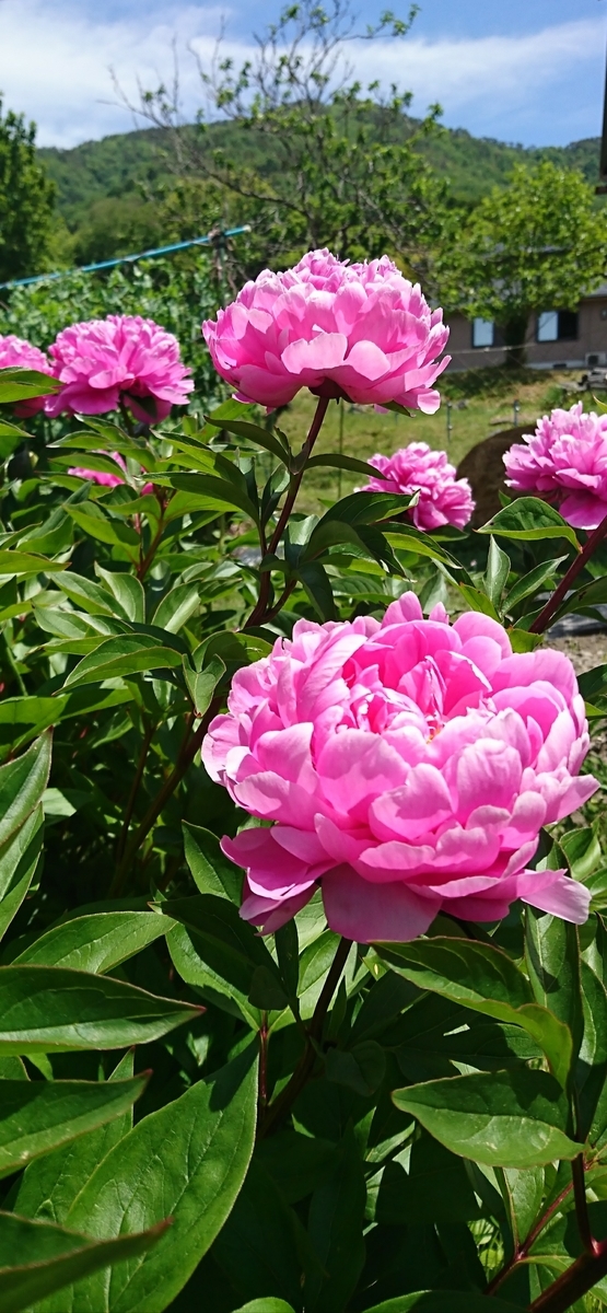 立てば芍薬 座れば牡丹 葭風会だより