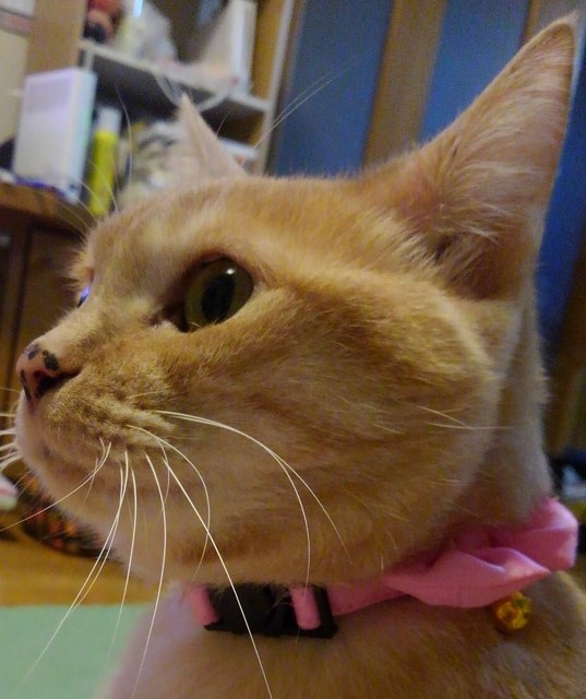 f:id:kagenogori:20220111125415j:plain