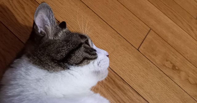 f:id:kagenogori:20260726154242j:image f:id:kagenogori:20260726154242j:image