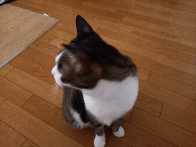 f:id:kagenogori:20260731133342j:image