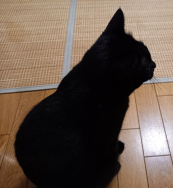 f:id:kagenogori:20260731135535j:image