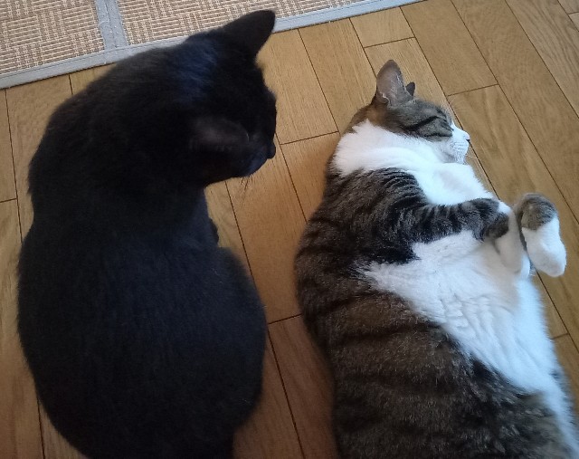 f:id:kagenogori:20260806084526j:image f:id:kagenogori:20260806084526j:image