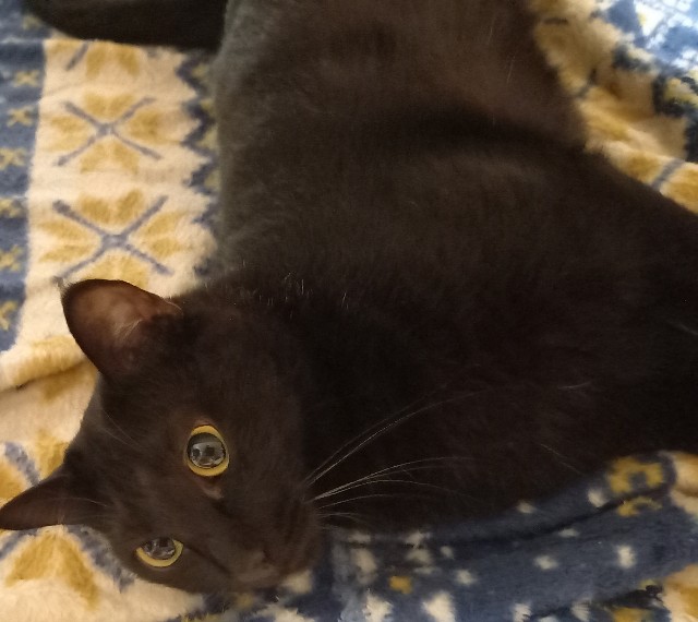 f:id:kagenogori:20260821152419j:image