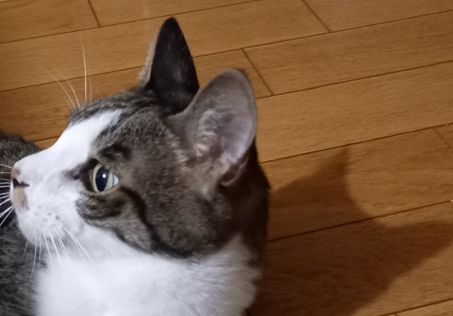 f:id:kagenogori:20260922162533j:image