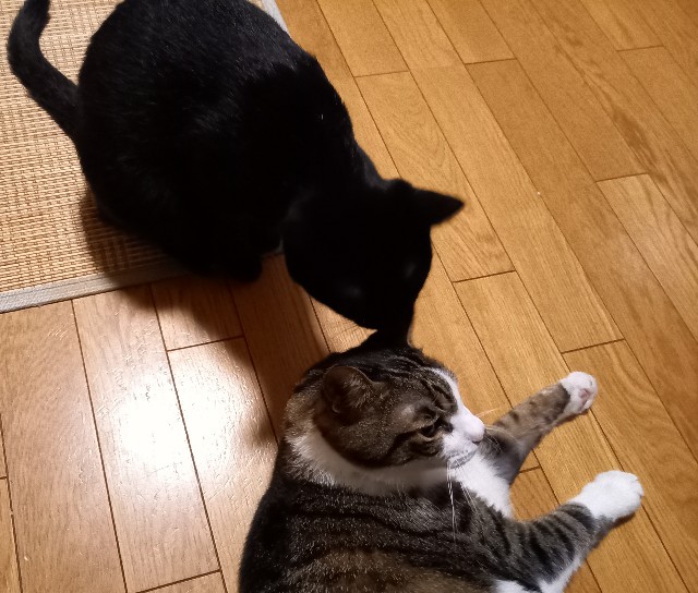 f:id:kagenogori:20260923072601j:image
