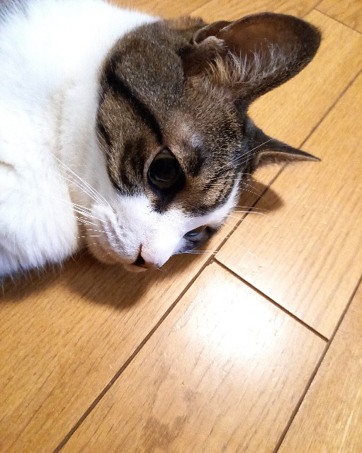 f:id:kagenogori:20260930082841j:image