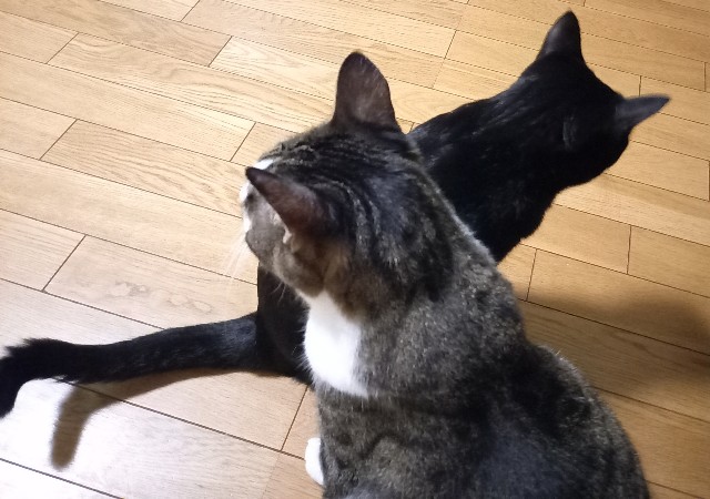 f:id:kagenogori:20261007112349j:image