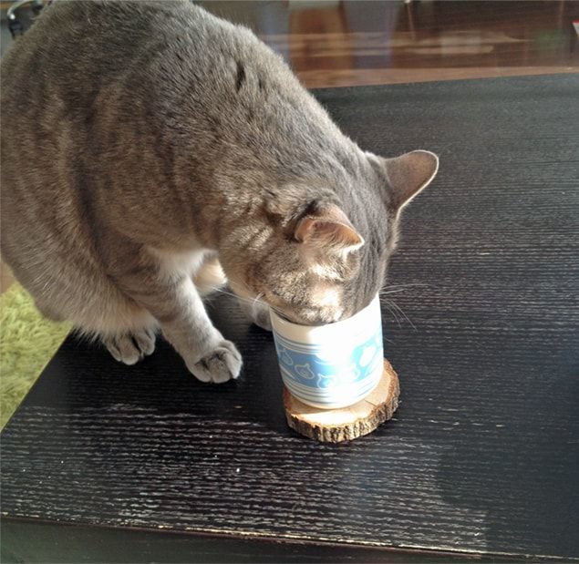コーヒーの香りが一番好き？新しい匂いは全部嗅ぐよ - かげとら猫生活
