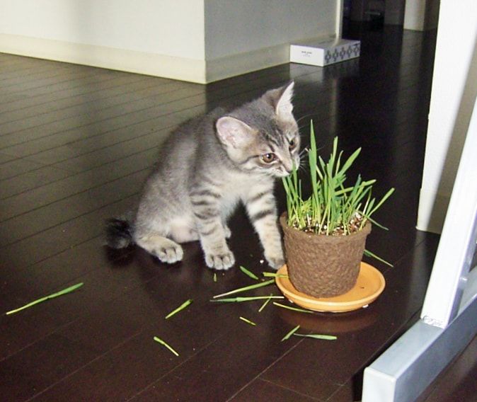 初めての猫草 ミニマムだったあの頃 かげとら猫生活
