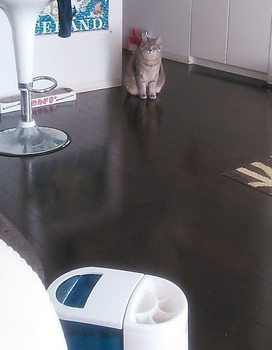 猫にじーーっと見つめられる毎日です かげとら猫生活