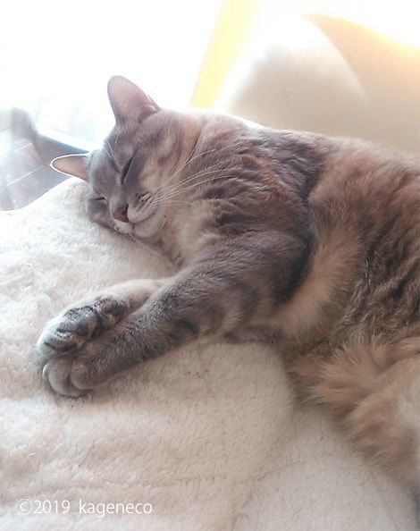 ビビりでやきもち焼きな猫のお話 かげとら猫生活