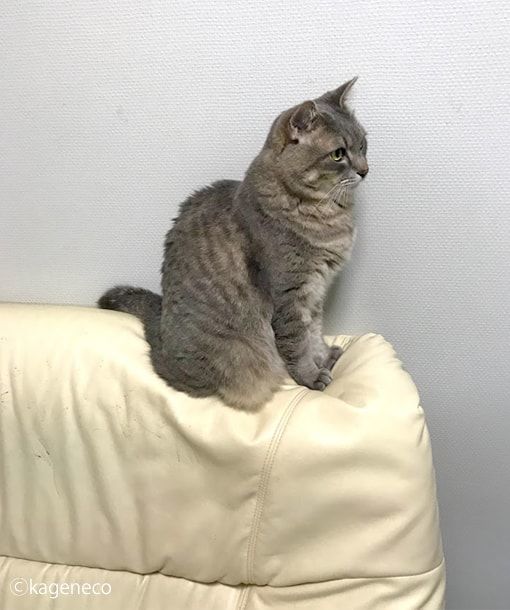 ソファのてっぺんに座る成猫