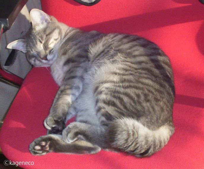 猫が眠気を我慢して船をこいでる姿を見たよ かげとら猫生活