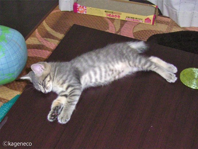 茶色いテーブルの上で眠る子猫