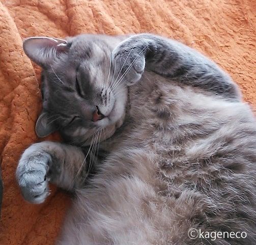 芸人かっ 右手を上げるとサッと頭を出して なでられ待ちをする猫 かげとら猫生活