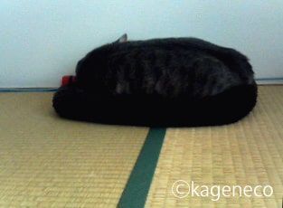 毛色と同色のマットで眠る猫