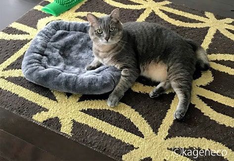 お気に入りの灰色のマットに寄りかかる猫