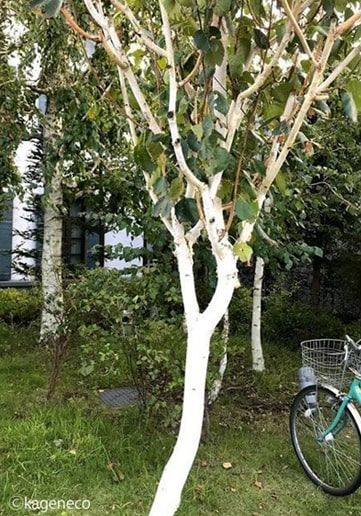 何でシラカバの木は 北海道や高原などの避暑地以外ではあまり見かけないのかな かげとら猫生活