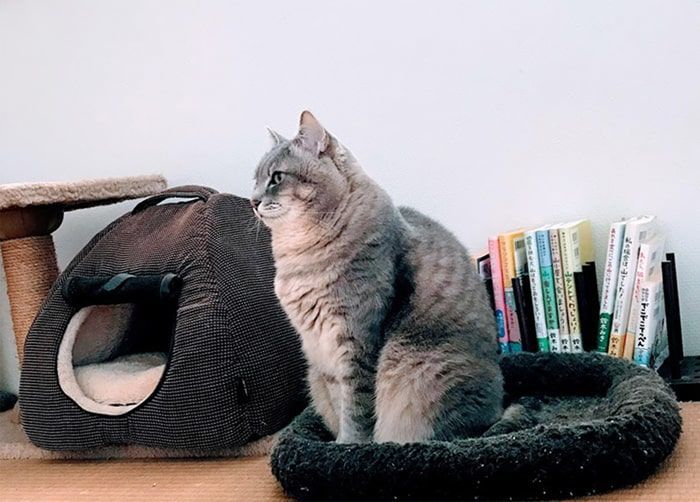 不安定な毎日の中にある安定感 かげとら猫生活
