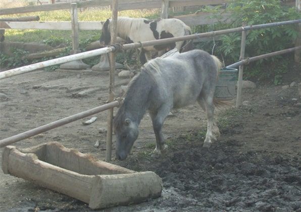 佐島牧場にいる馬2匹